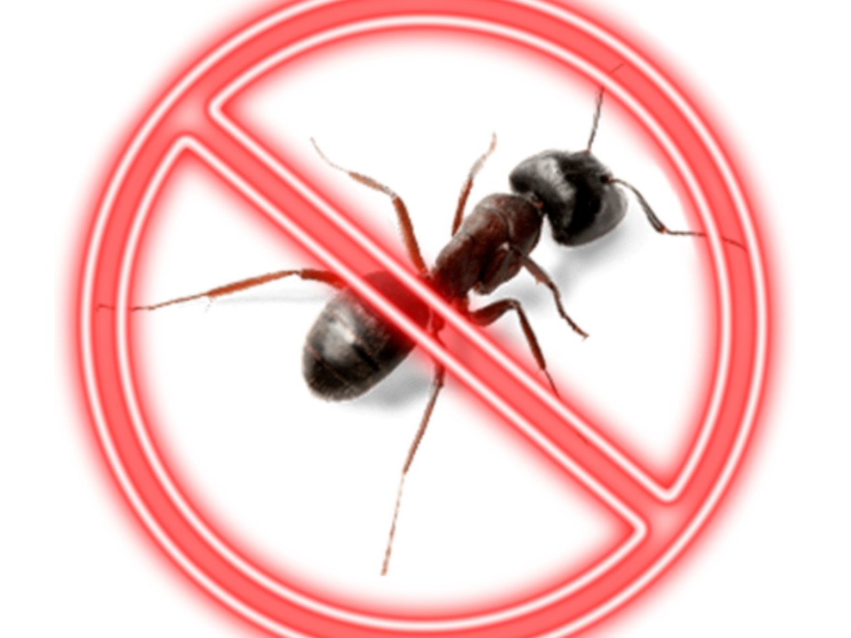 Zelf een mieren “lokdoosje” maken